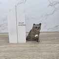 Royal Doulton Persian Cat Figurine | HN2584 Fluffy Grey Cat with White Paw | Vintage English Collectible